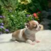 Maya Teacup Chihuahua sitting peacefully on a white blanket in a sunny backyard surrounded by colorful flowers