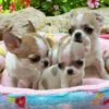 Pretty Penny Teacup Chihuahua resting peacefully beside Maya and Merribeth on a blanket outdoors.