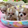 Pretty Penny Teacup Chihuahua looking at the camera while sitting with Maya and Merribeth.