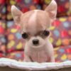 Pretty Penny Teacup Chihuahua fawn and white female short-haired puppy full body photo.