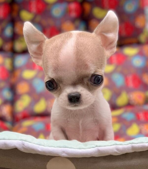 Pretty Penny Teacup Chihuahua fawn and white female short-haired puppy full body photo.