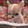 Pretty Penny Teacup Chihuahua fawn and white female short-haired puppy sitting beautifully in the garden