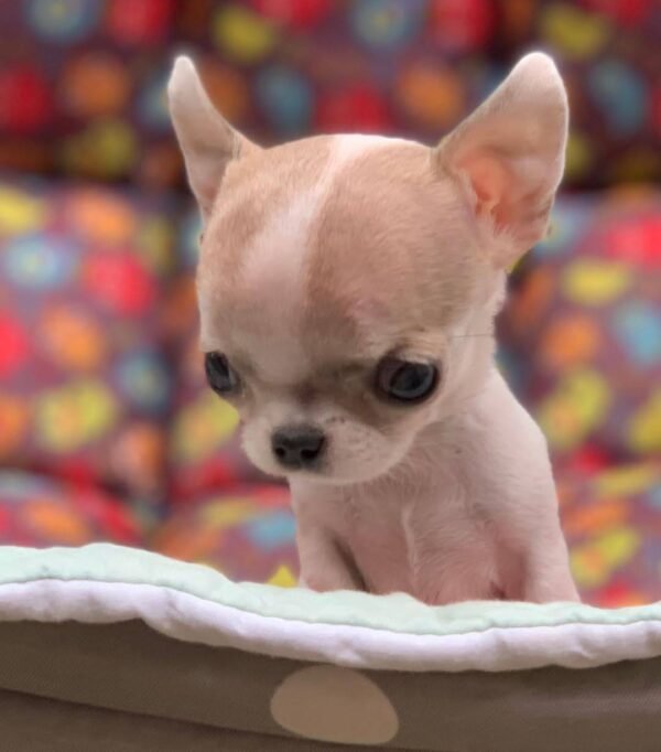 Pretty Penny Teacup Chihuahua fawn and white female short-haired puppy sitting beautifully in the garden