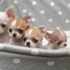 Pretty Penny Teacup Chihuahua relaxing inside a vintage bath with Maya, Merribeth, and Chico.