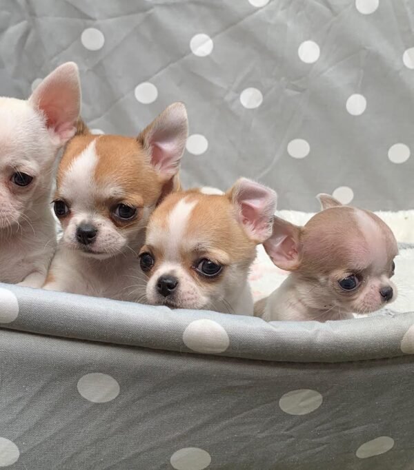 Pretty Penny Teacup Chihuahua relaxing inside a vintage bath with Maya, Merribeth, and Chico.