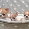 Pretty Penny Teacup Chihuahua enjoying a fun bath setup with her littermates in the backyard.