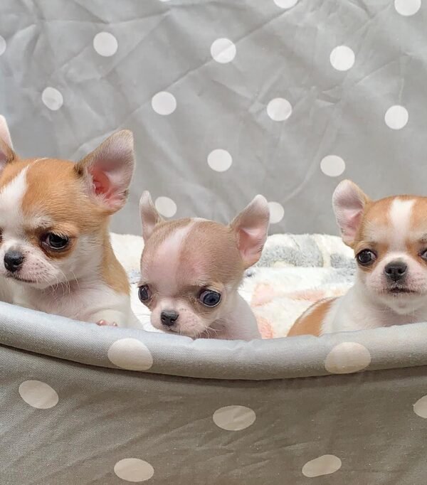 Pretty Penny Teacup Chihuahua enjoying a fun bath setup with her littermates in the backyard.