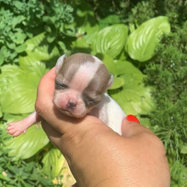Pretty Penny Teacup Chihuahua puppy being photographed beside colorful flowers.