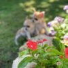 Maya and Merribeth Teacup Chihuahua puppies running through a green garden during an outdoor photoshoot