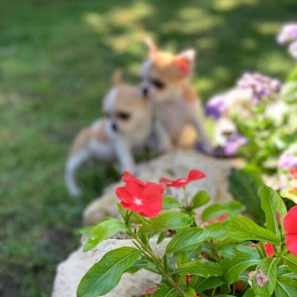 Maya and Merribeth Teacup Chihuahua puppies running through a green garden during an outdoor photoshoot