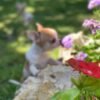 Maya and Merribeth Teacup Chihuahua puppies playing together in a beautiful flower garden