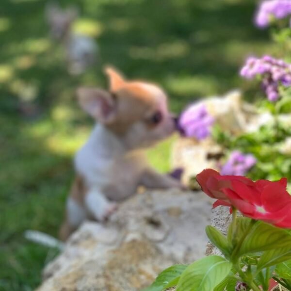 Maya and Merribeth Teacup Chihuahua puppies playing together in a beautiful flower garden