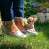 Pretty Penny Teacup Chihuahua showing her adorable face during an outdoor garden photoshoot.