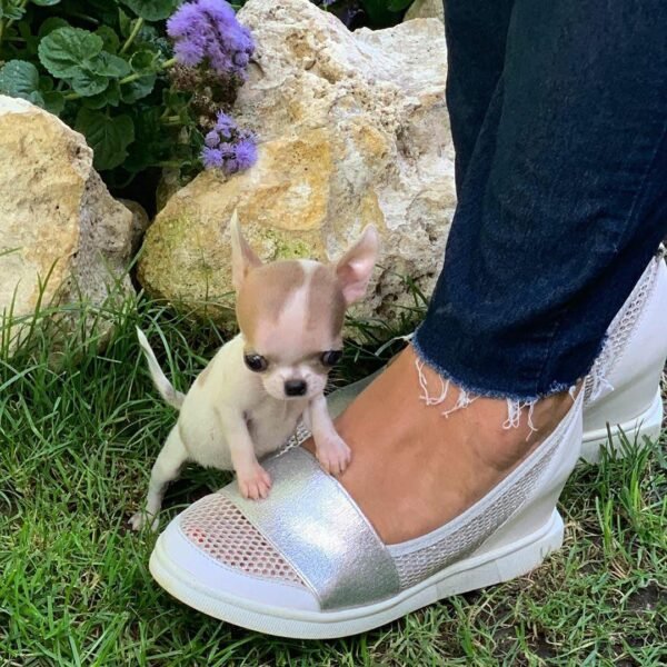 Pretty Penny Teacup Chihuahua walking beside breeder Selena among blooming garden flowers.