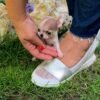 Pretty Penny Teacup Chihuahua being lovingly held by her breeder for an outdoor portrait.
