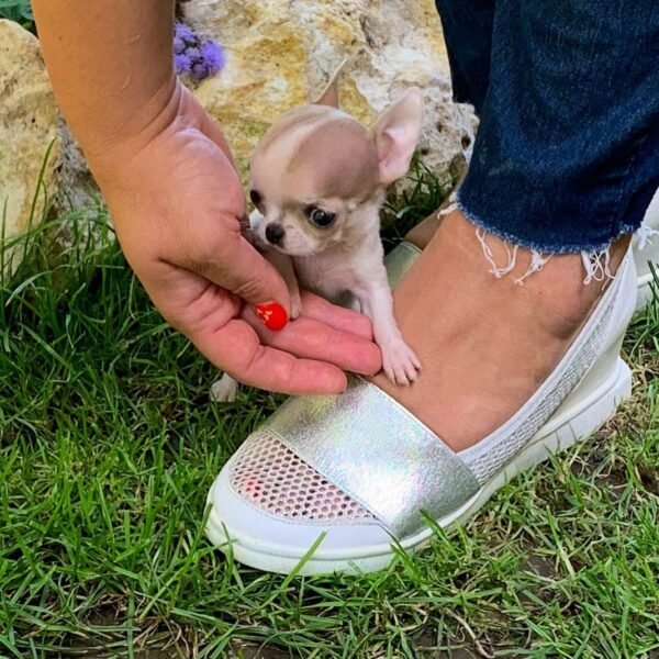 Pretty Penny Teacup Chihuahua being lovingly held by her breeder for an outdoor portrait.
