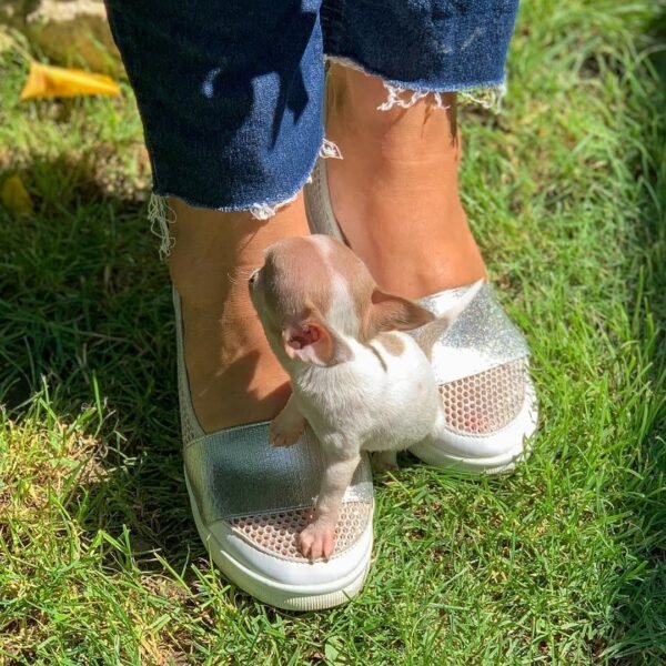 Pretty Penny Teacup Chihuahua enjoying active playtime with Brandon outside.