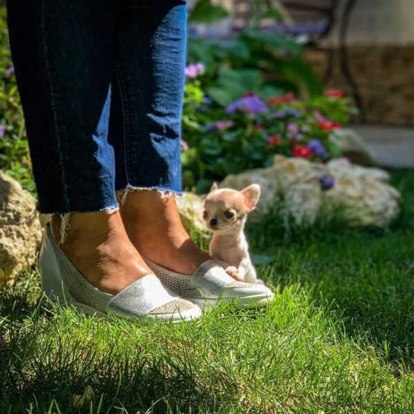 Breeder Selena walking with Pretty Penny Teacup Chihuahua through a colorful flower garden.