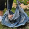 Pretty Penny Teacup Chihuahua peeking out from breeder Selena's bag while walking outdoors.