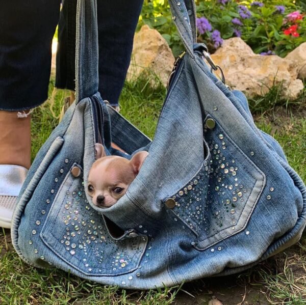 Pretty Penny Teacup Chihuahua peeking out from breeder Selena's bag while walking outdoors.
