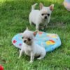 Creed cream white Chihuahua puppy and Mini-Bootsie playing in green yard