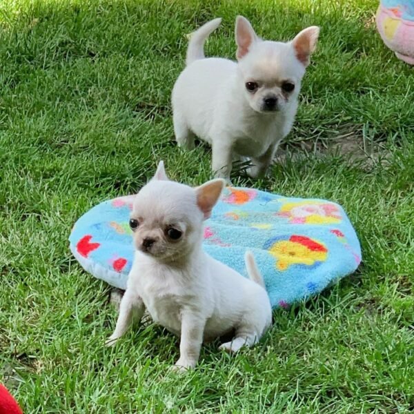 Creed cream white Chihuahua puppy and Mini-Bootsie playing in green yard