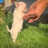 Breeder training Mini-Bootsie Chihuahua teacup puppy outdoors with gentle handling