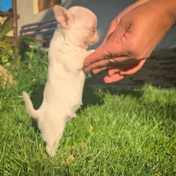 Breeder training Mini-Bootsie Chihuahua teacup puppy outdoors with gentle handling