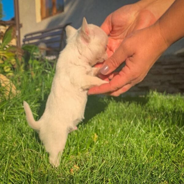 Breeder touching Mini-Bootsie white Chihuahua puppy mouth during training outside