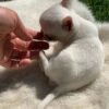 Breeder gently touching curled up Mini-Bootsie Chihuahua puppy lying on soft blanket