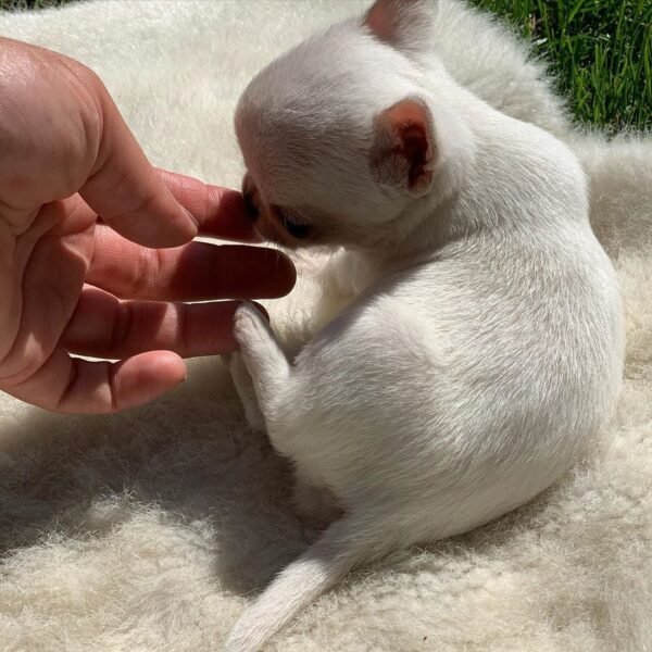 Breeder gently touching curled up Mini-Bootsie Chihuahua puppy lying on soft blanket