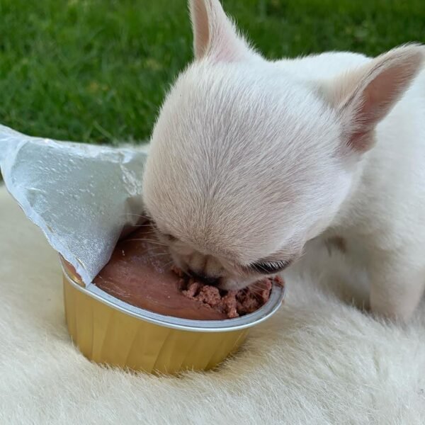 Mini-Bootsie Chihuahua white male teacup Chihuahua puppy eating from a can at 12 weeks old