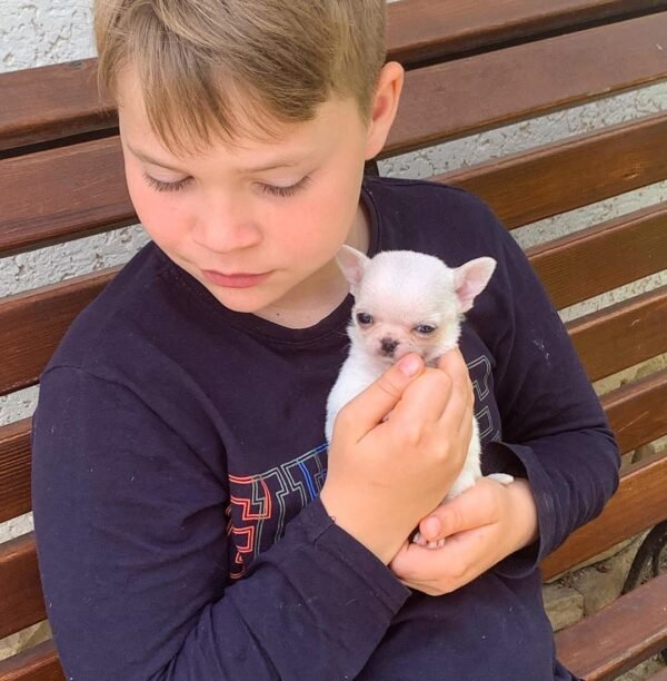 Brandon holding Mini-Bootsie Chihuahua puppy in green outdoor yard