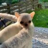 Mini-Bootsie teacup Chihuahua puppy playing with toys on green grass