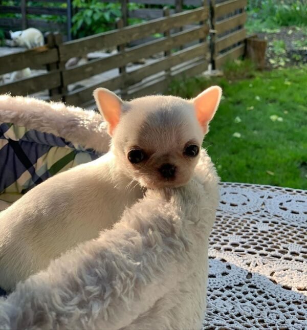 Mini-Bootsie teacup Chihuahua puppy playing with toys on green grass