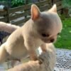 Mini-Bootsie Chihuahua Hub puppy exploring green grass garden outdoors