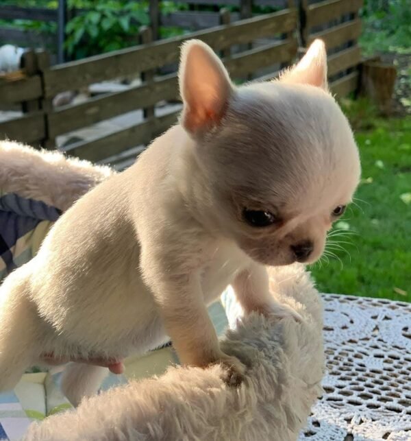 Mini-Bootsie Chihuahua Hub puppy exploring green grass garden outdoors