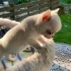 Mini-Bootsie white teacup Chihuahua puppy running on green lawn outdoors