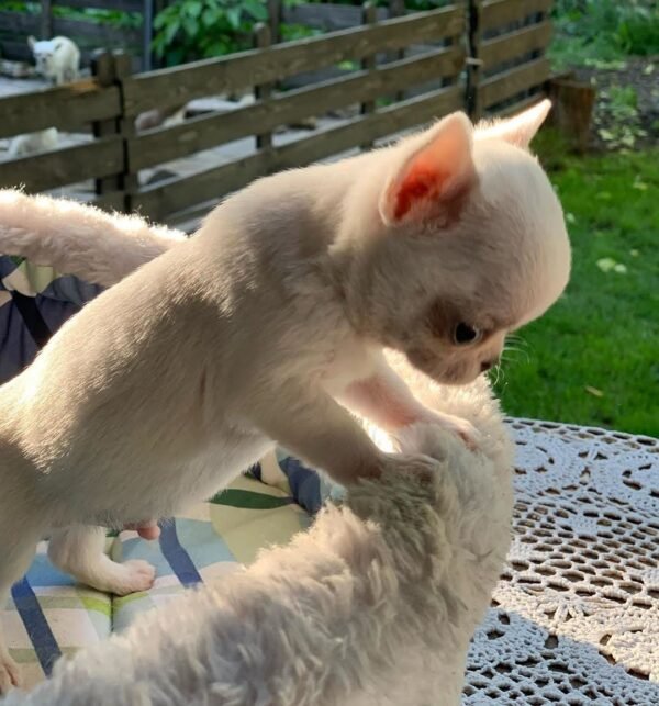 Mini-Bootsie white teacup Chihuahua puppy running on green lawn outdoors