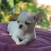 Creed cream white short hair Chihuahua puppy on blanket with flowers garden background