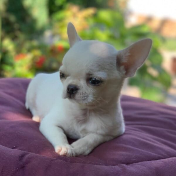 Creed cream white short hair Chihuahua puppy on blanket with flowers garden background