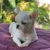 Creed white short hair Chihuahua puppy relaxing on blanket outdoors garden