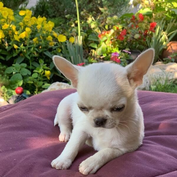 Creed Chihuahua puppy creamy white coat sitting on blanket with flowers behind
