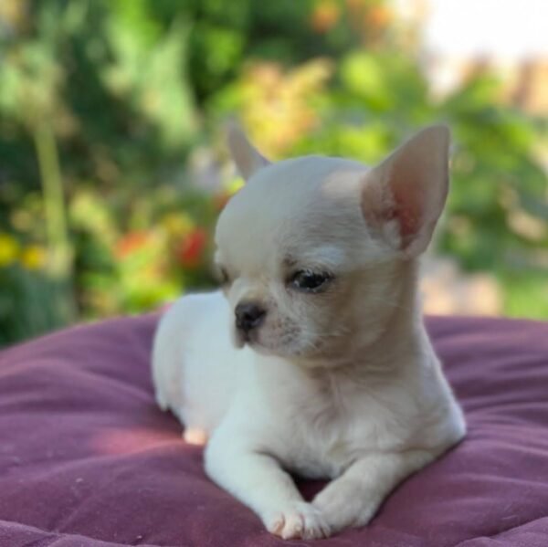 Creed standard short hair Chihuahua puppy resting outside on blanket garden