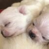 Creed cream white short hair Chihuahua puppy lying with siblings after birth