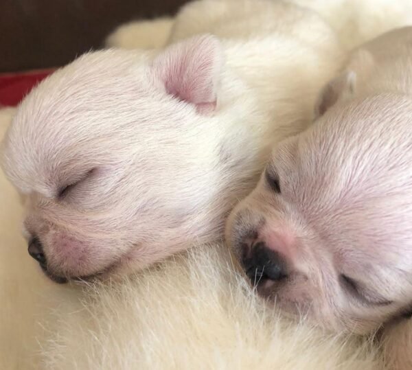 Creed cream white short hair Chihuahua puppy lying with siblings after birth