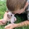 Happy Pretty Penny Teacup Chihuahua fawn and white female short-haired puppy portrait.