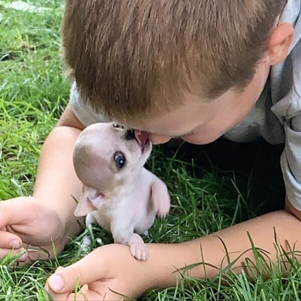 Happy Pretty Penny Teacup Chihuahua fawn and white female short-haired puppy portrait.