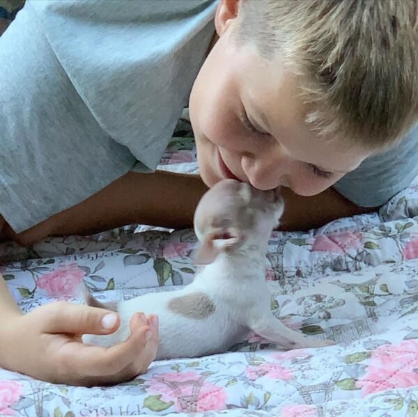 Pretty Penny Teacup Chihuahua happily playing with Brandon on a green grass lawn.