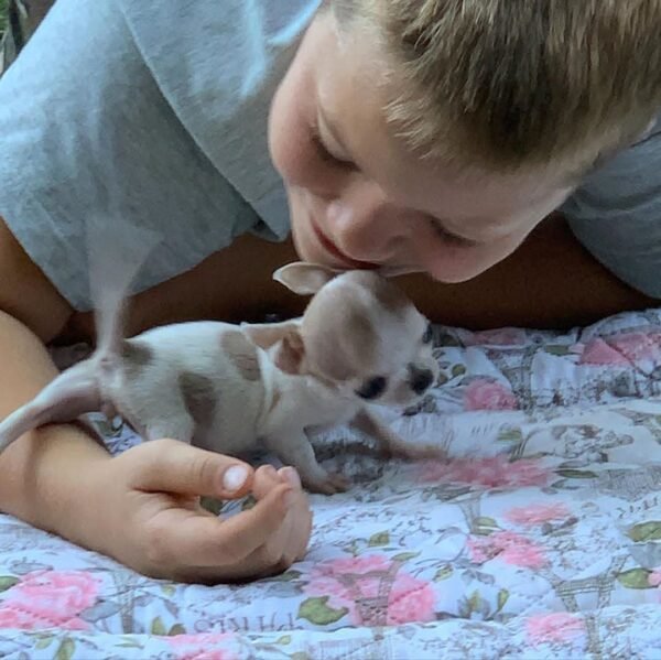 Pretty Penny Teacup Chihuahua running across green grass while playing with Brandon.